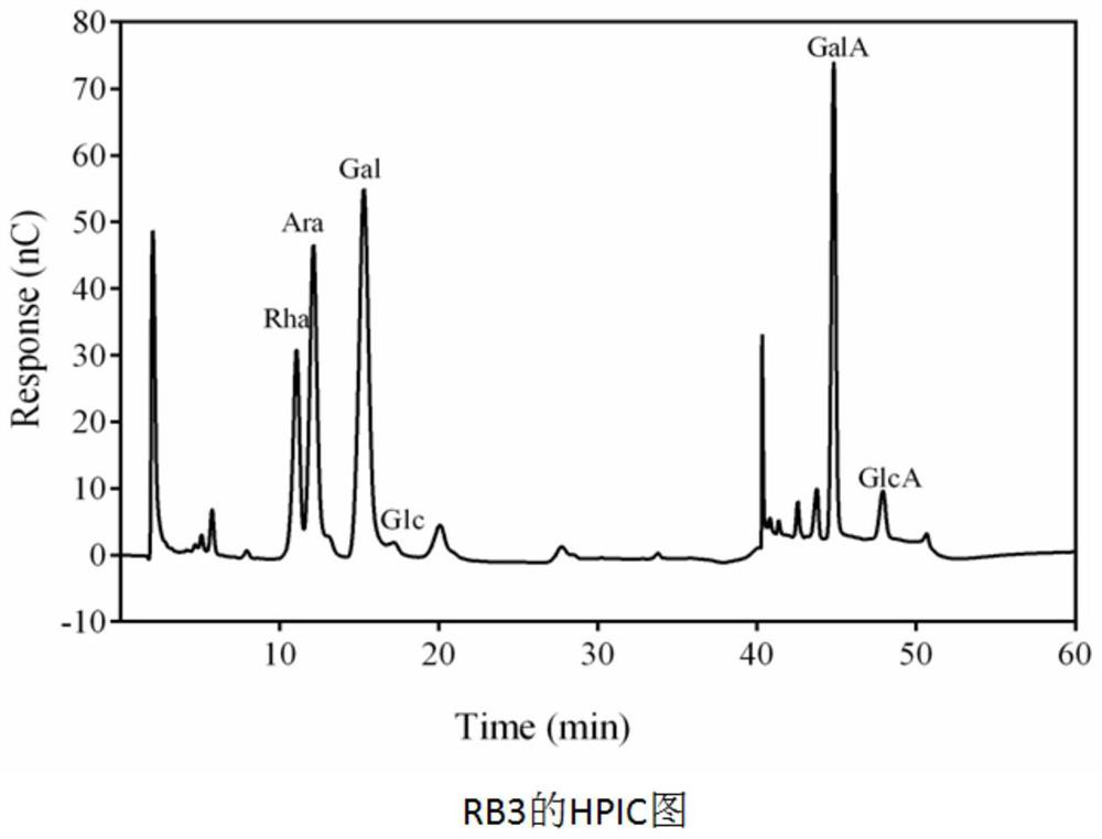 Burdock root polysaccharide prepared by utilizing rhizopus nigricans fermentation as well as production process and application of burdock root polysaccharide