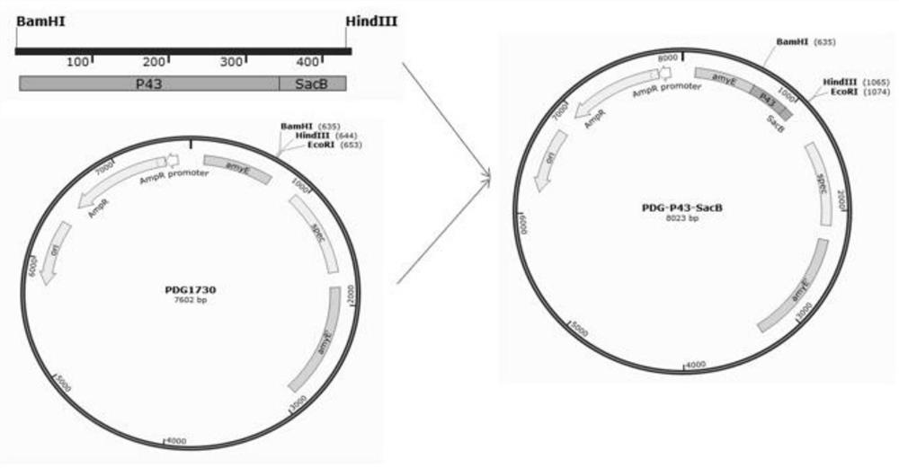 A recombinant Bacillus subtilis engineering bacterium producing pig glutamine synthetase, its construction method and its application