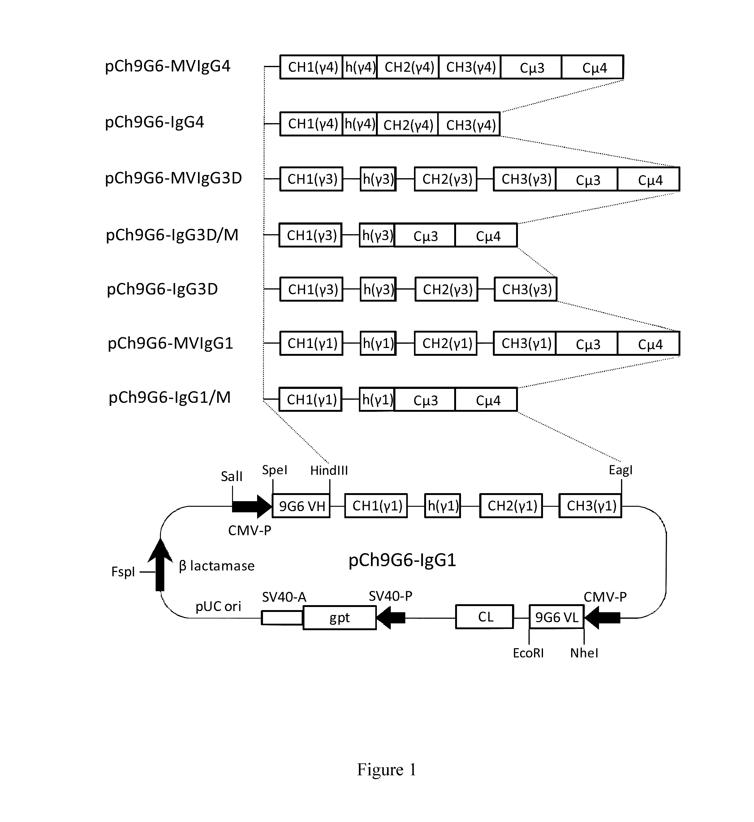 Hybrid constant regions