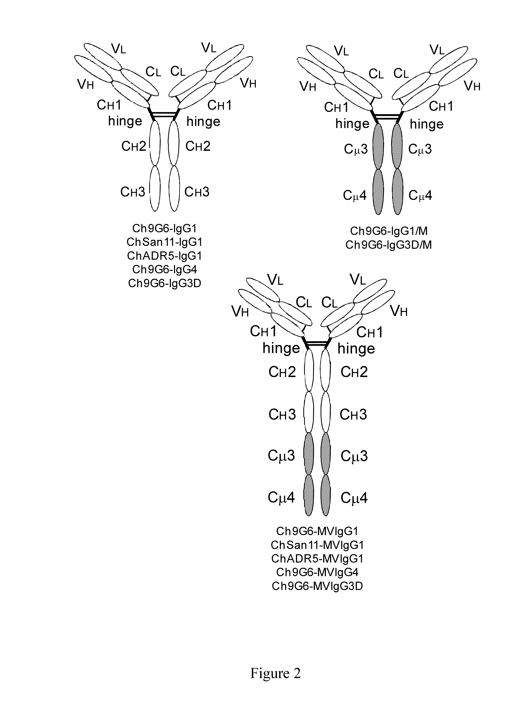 Hybrid constant regions