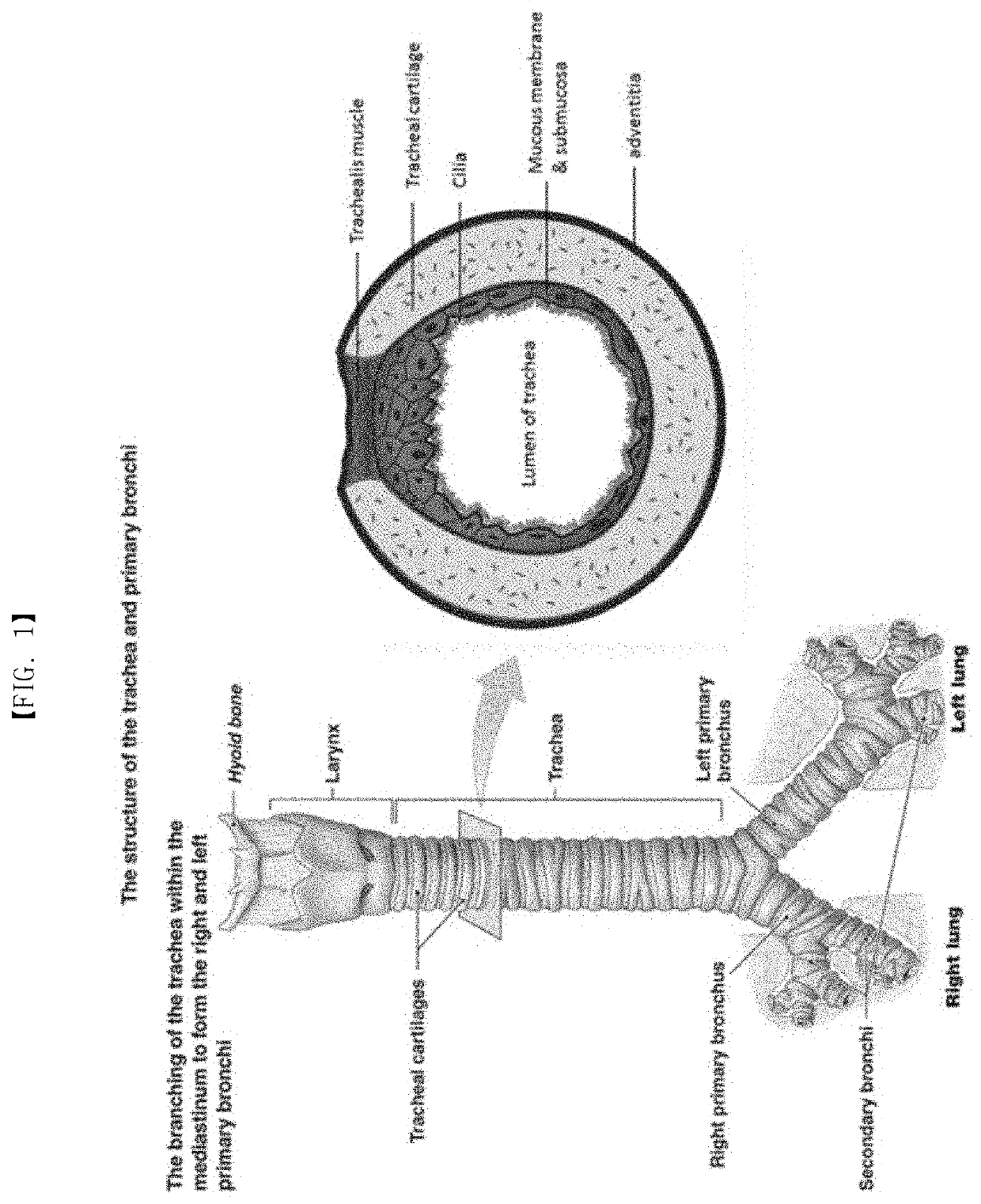 Three dimensional tracheal substitute replacing respiratory organs and method of producing the same