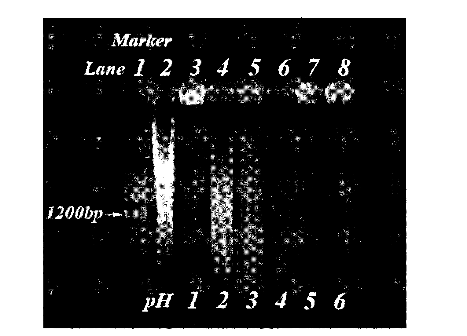 DNA and nano lamellar hydroxylapatite compound as well as preparation method and application thereof