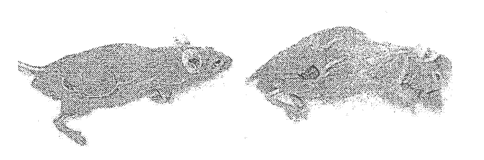 Methods and uses of leptin in immune modulation and hepatocellular carcinoma