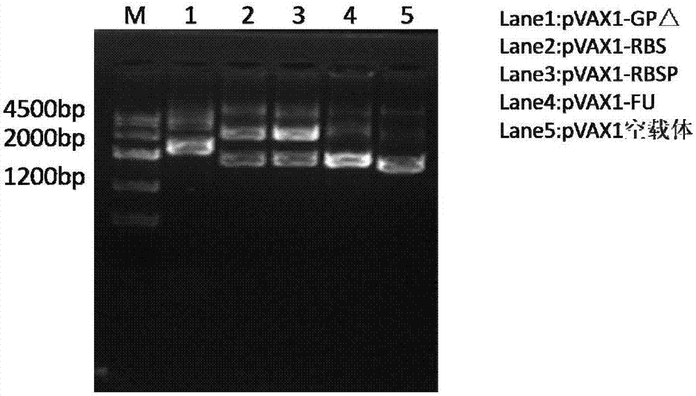 Antigen fragment and truncated protamine based on Marburg virus envelope protein and application