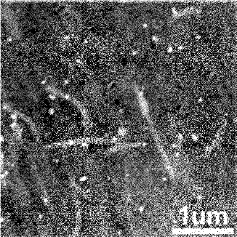 Method for preparing scanning electron microscope samples from biological samples