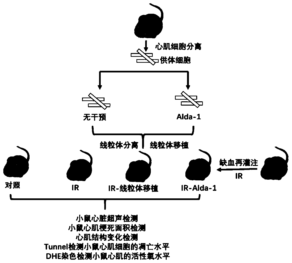 Acetaldehyde dehydrogenase 2 (ALDH2) activated mitochondria preparation for treating myocardial ischemia reperfusion injury, and preparation method and application thereof