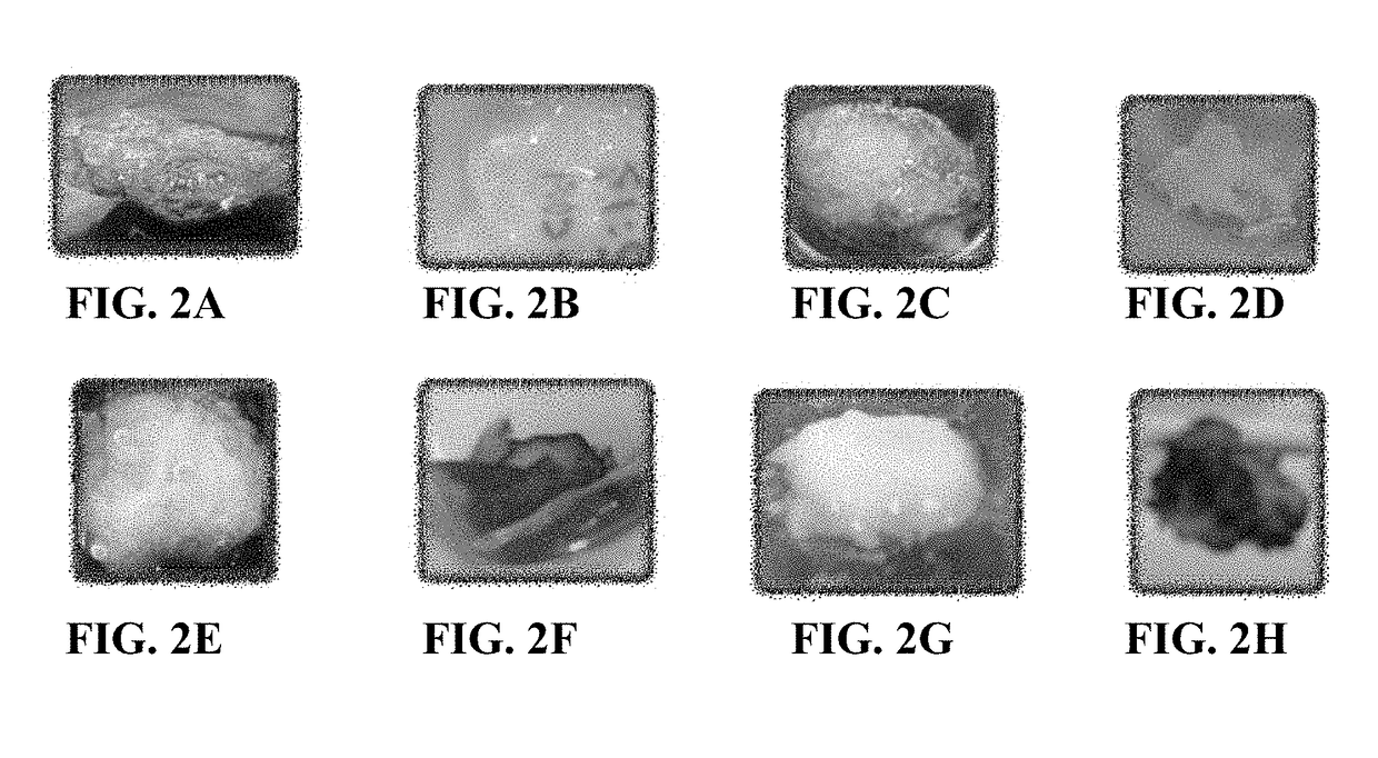 Polymeric materials including a glycosaminoglycan networked with a polyolefin-containing polymer