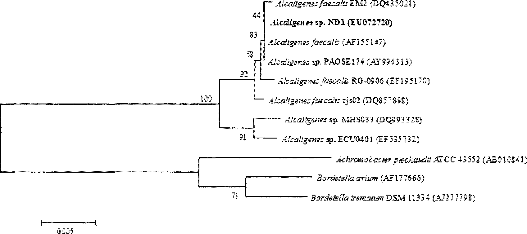 O-nitrobenzaldehyde degrading bacteria and use thereof