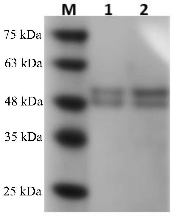 Fungus laccase as well as preparation method and application thereof