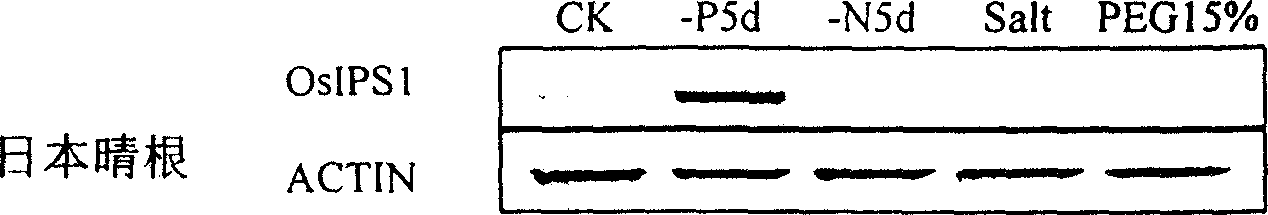 Rice root system phosphorus starvation induction specific expression promoter and its plant culture method