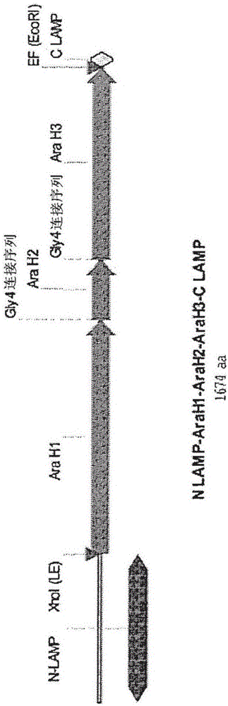 Nucleic acids for treatment of peanut allergies