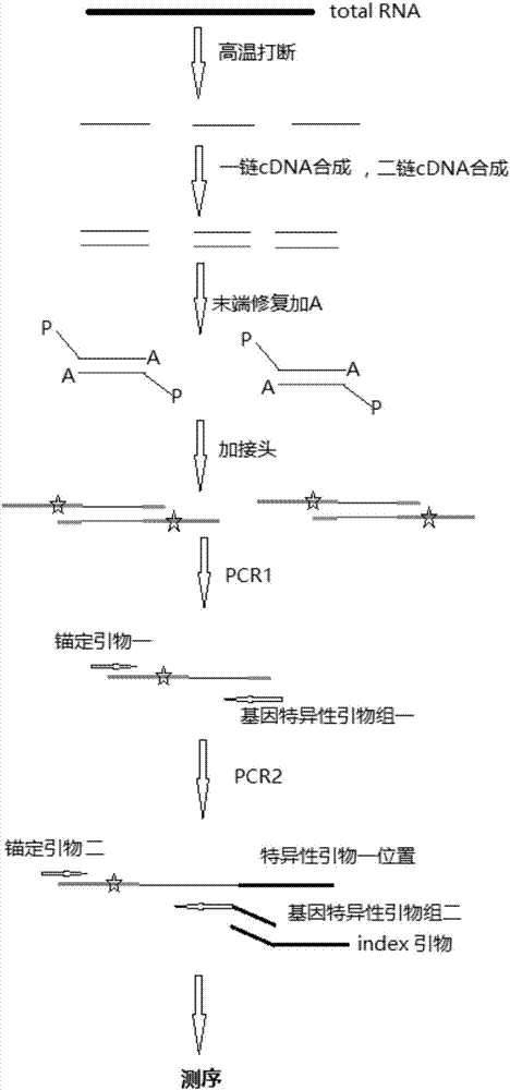 Multiplex PCR primer and method for detecting gene fusion through combination of anchored nested multiplex PCR and high-throughput sequencing