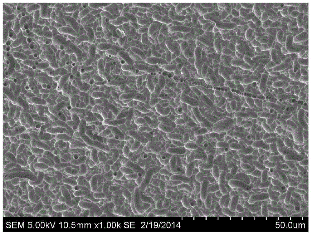 Texture pretreatment liquid for diamond wire cutting polycrystalline silicon wafer, texturing pretreatment method, texturing pretreatment silicon wafer and application thereof