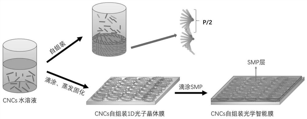 Multi-shape- shape- memory driven intelligent optical film with multi-structural color conversion, and preparation method and application of multi-shape shape memory driven intelligent optical film with multi-structural color conversion