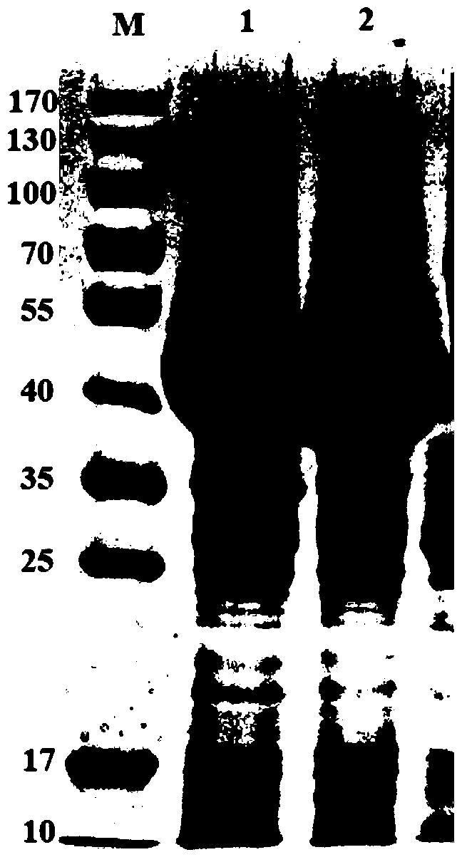 Protein of Acinetobacter baumannii hypothetical protein a1s_1523 and preparation method and application