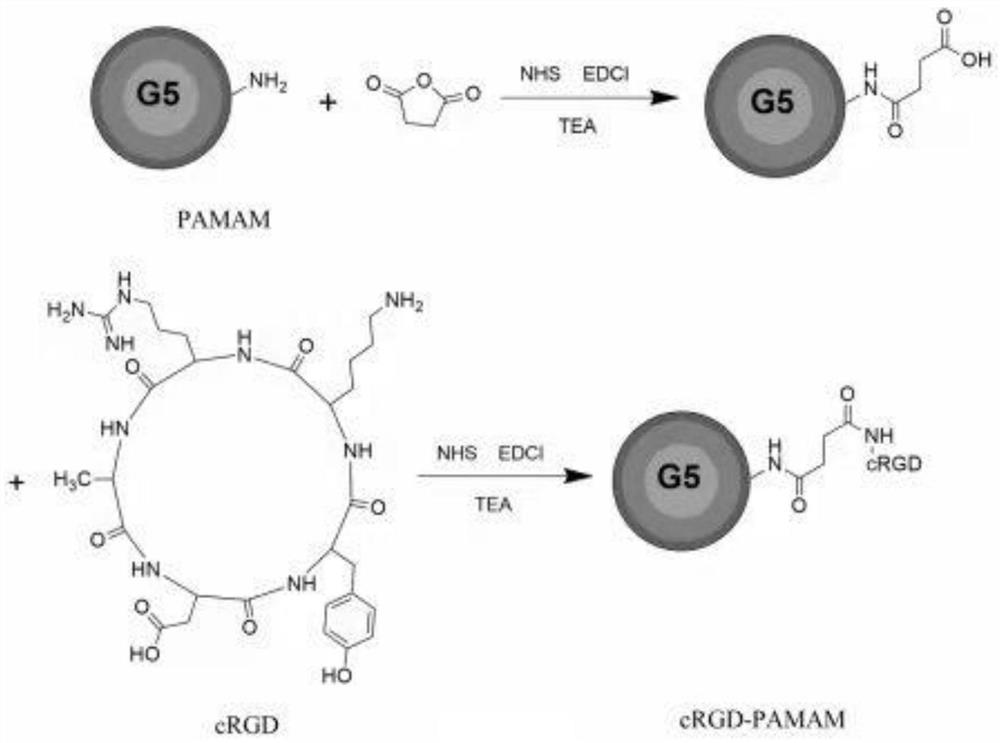 Preparation method and application of intelligent bone targeted delivery medicine capable of efficiently entering cells