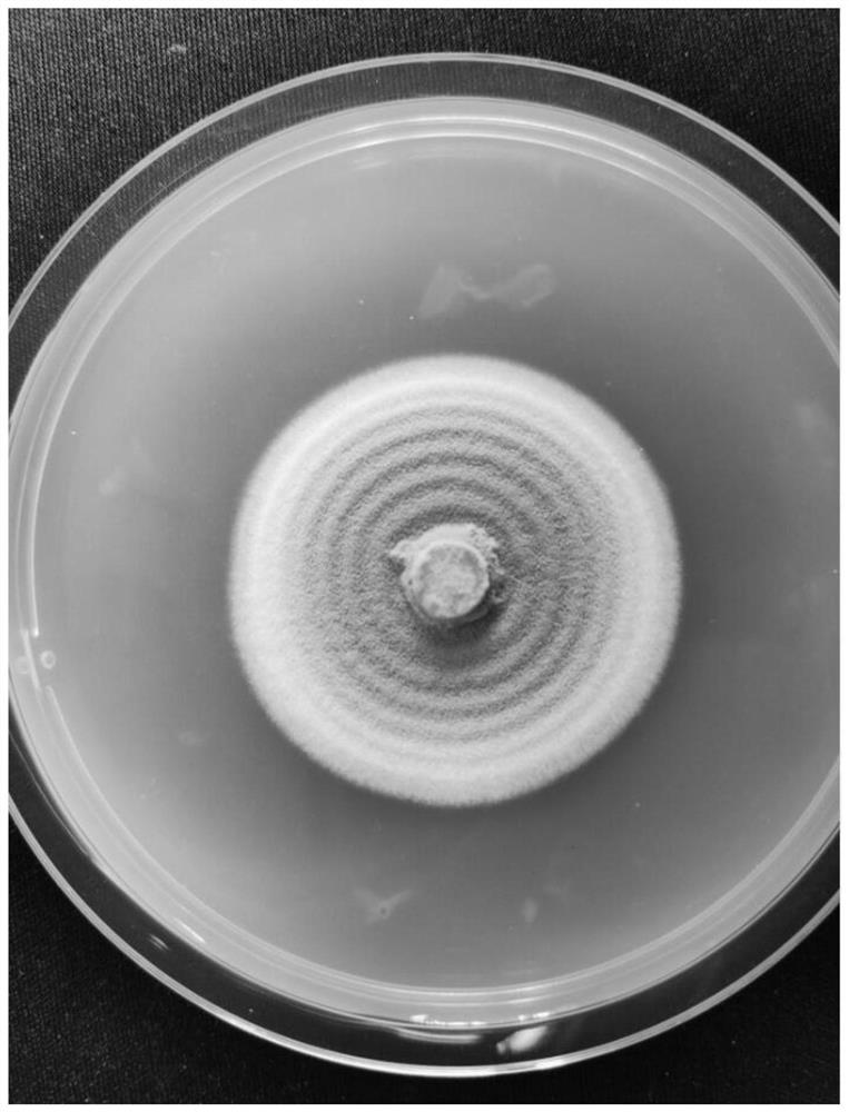 A kind of I. javanica strain dmc01 and its application in the control of pine caterpillars