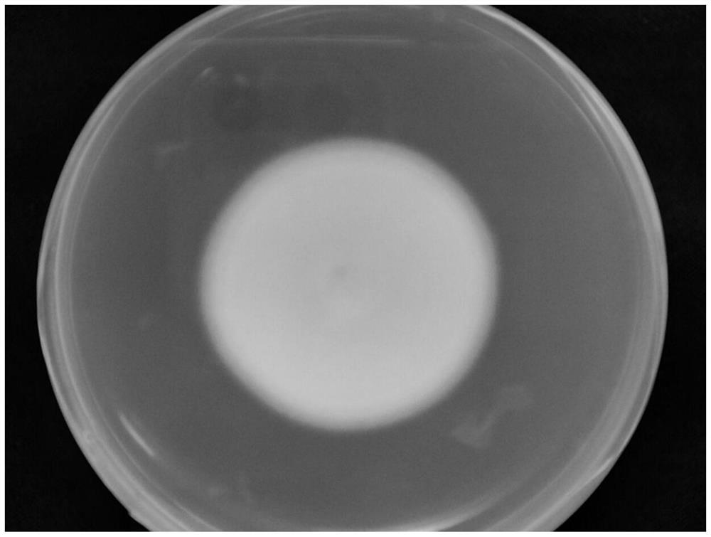 A kind of I. javanica strain dmc01 and its application in the control of pine caterpillars