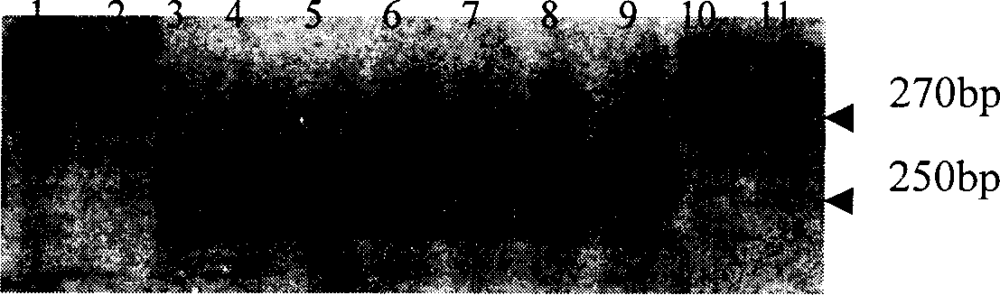 Yunnan-type hybridrice restoring line molecular auxiliary selecting method