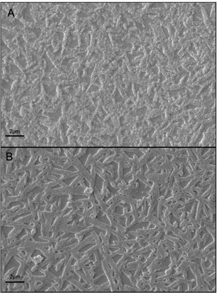 Chitosan/perovskite nanometer composite film as well as preparation method and application thereof