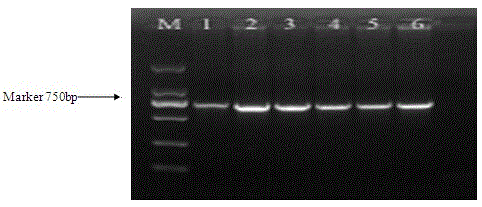 DNA bar code standard gene used for identifying aedes dorsalis and applications thereof