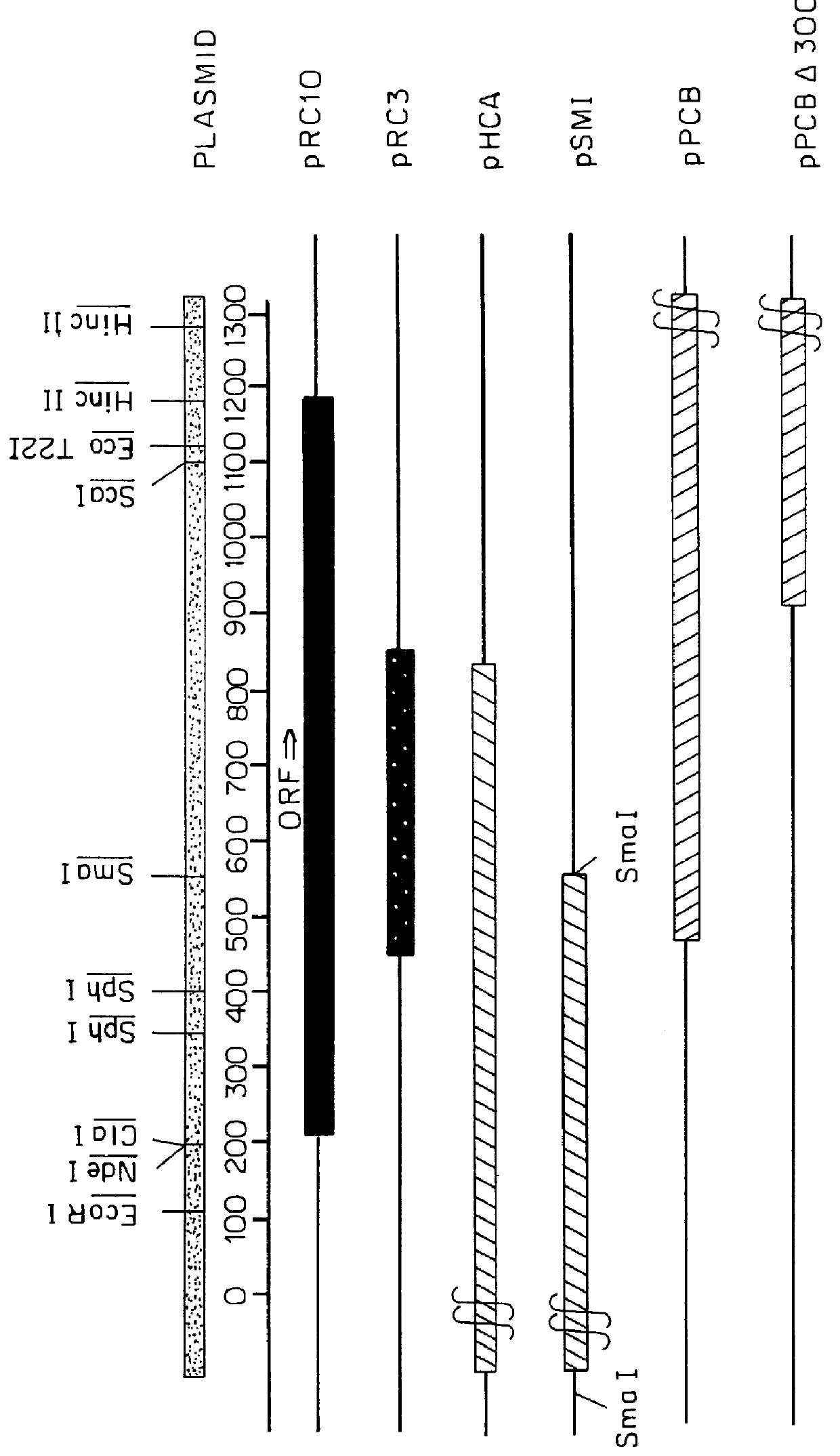 Method of forming ubiquinone-10