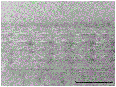 Rapid prototyping preparation method of implant material of plastic surgery