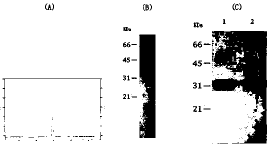 C-type lectin as well as preparation method and application thereof