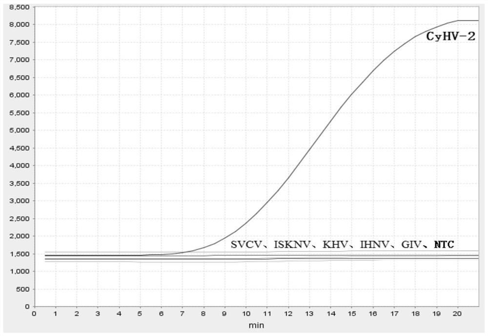 Specific primer pair, probe and detection kit for detecting carp herpesvirus type Ⅱ