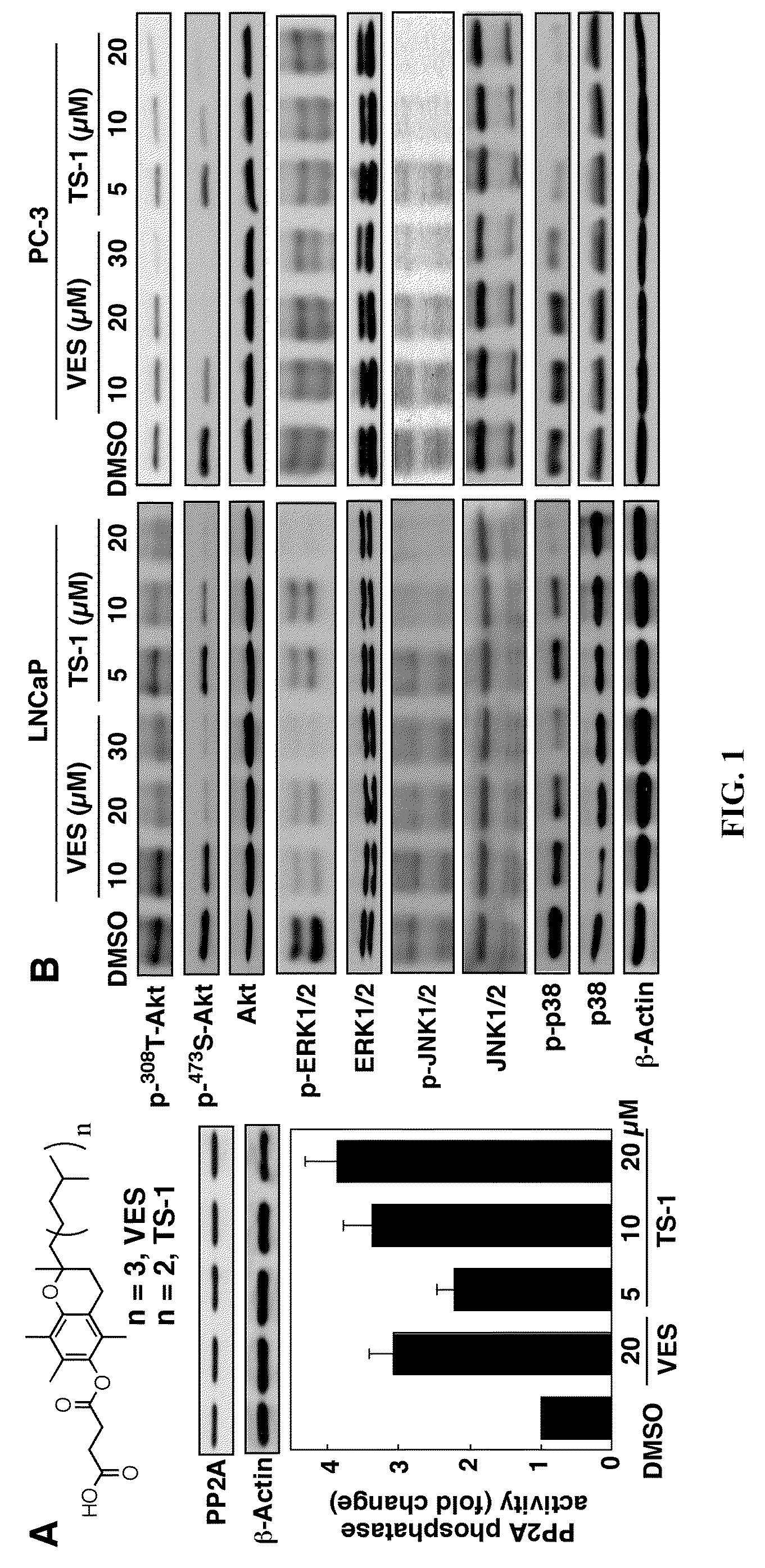 Protein phosphatase 2A-activating agents