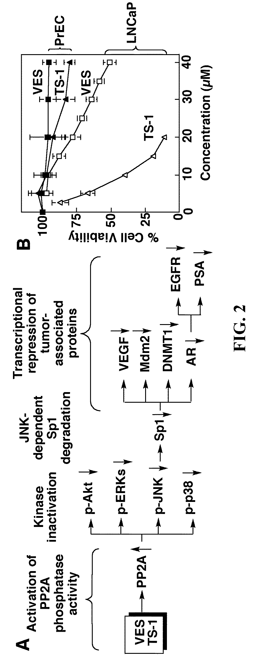 Protein phosphatase 2A-activating agents