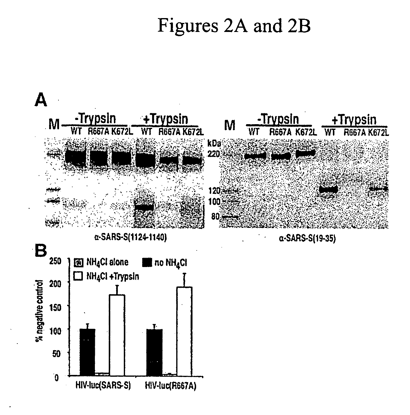 SARS and Ebola inhibitors and use thereof, and methods for their discovery