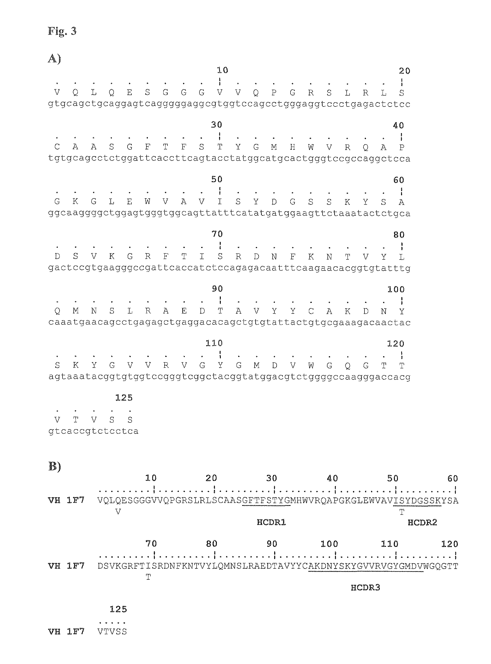 Antibodies against human cytomegalovirus (HCMV)