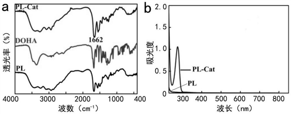 Mussel-like coordination adhesive based on epsilon-polylysine and preparation method of mussel-like coordination adhesive