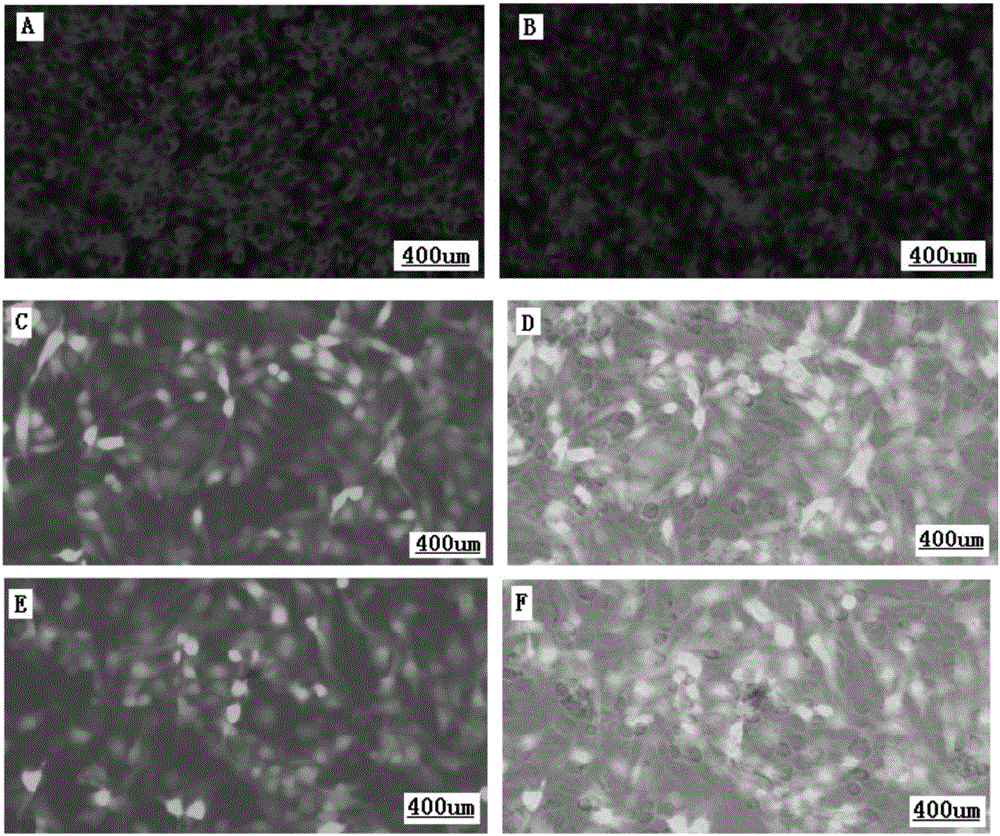 Goatpox, sheeppox and contagious ecthyma triple cell attenuated vaccine and preparation method and application thereof