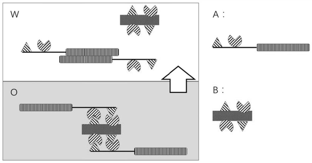 Reverse phase transfer extraction detection process and application of capsaicin compounds in grease