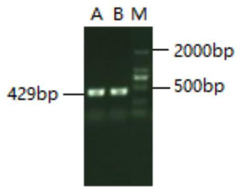 A method for the preparation of sensitive cell subclone vero/slam/v for enhanced pprv replication