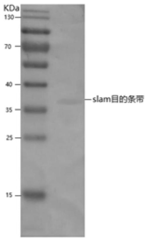 A method for the preparation of sensitive cell subclone vero/slam/v for enhanced pprv replication