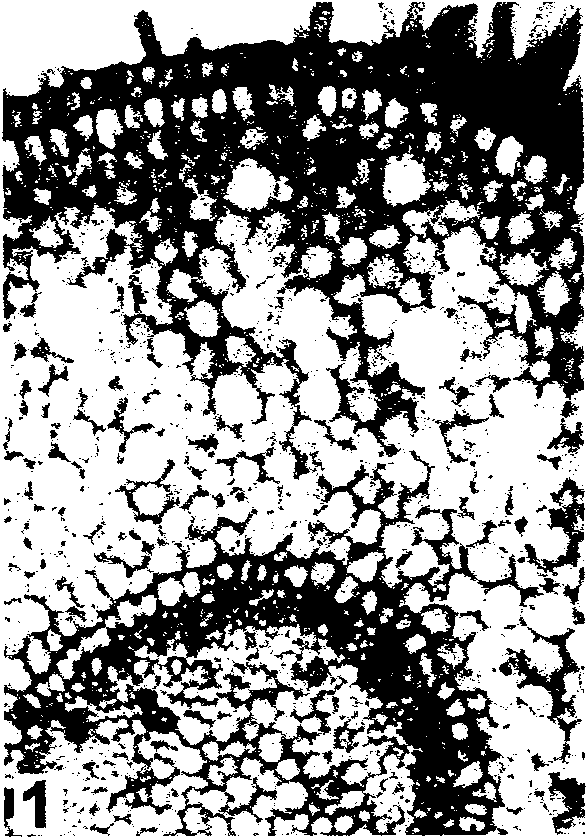 Method for staining plant tissue section by using thionine