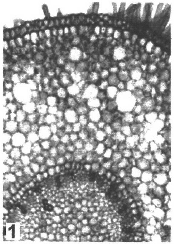 Method for staining plant tissue section by using thionine