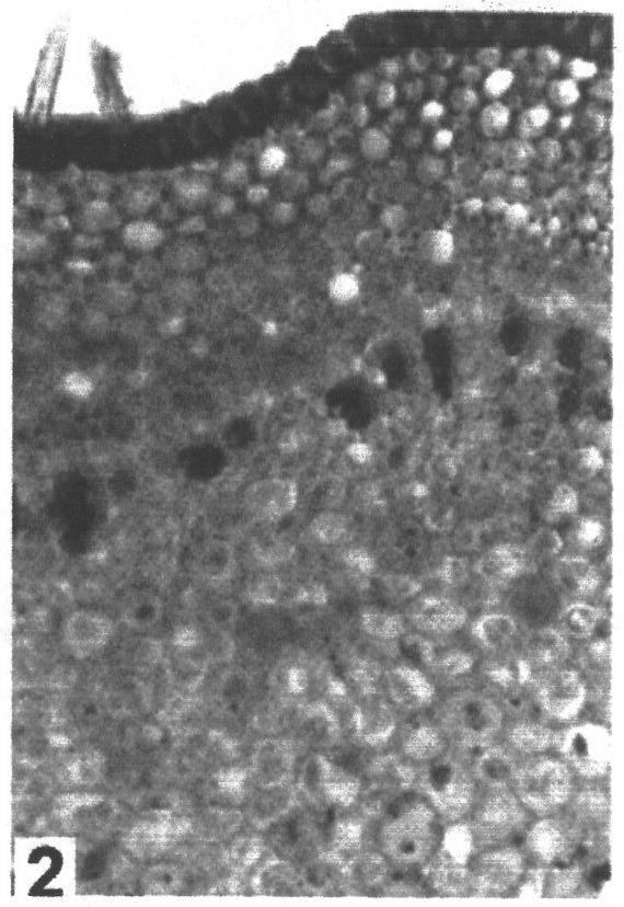 Method for staining plant tissue section by using thionine