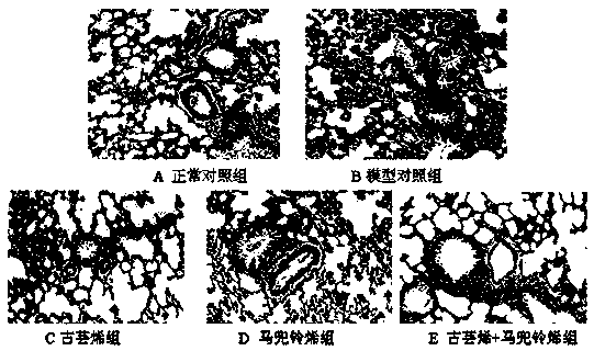 Medicament for treatment of lung diseases and application thereof