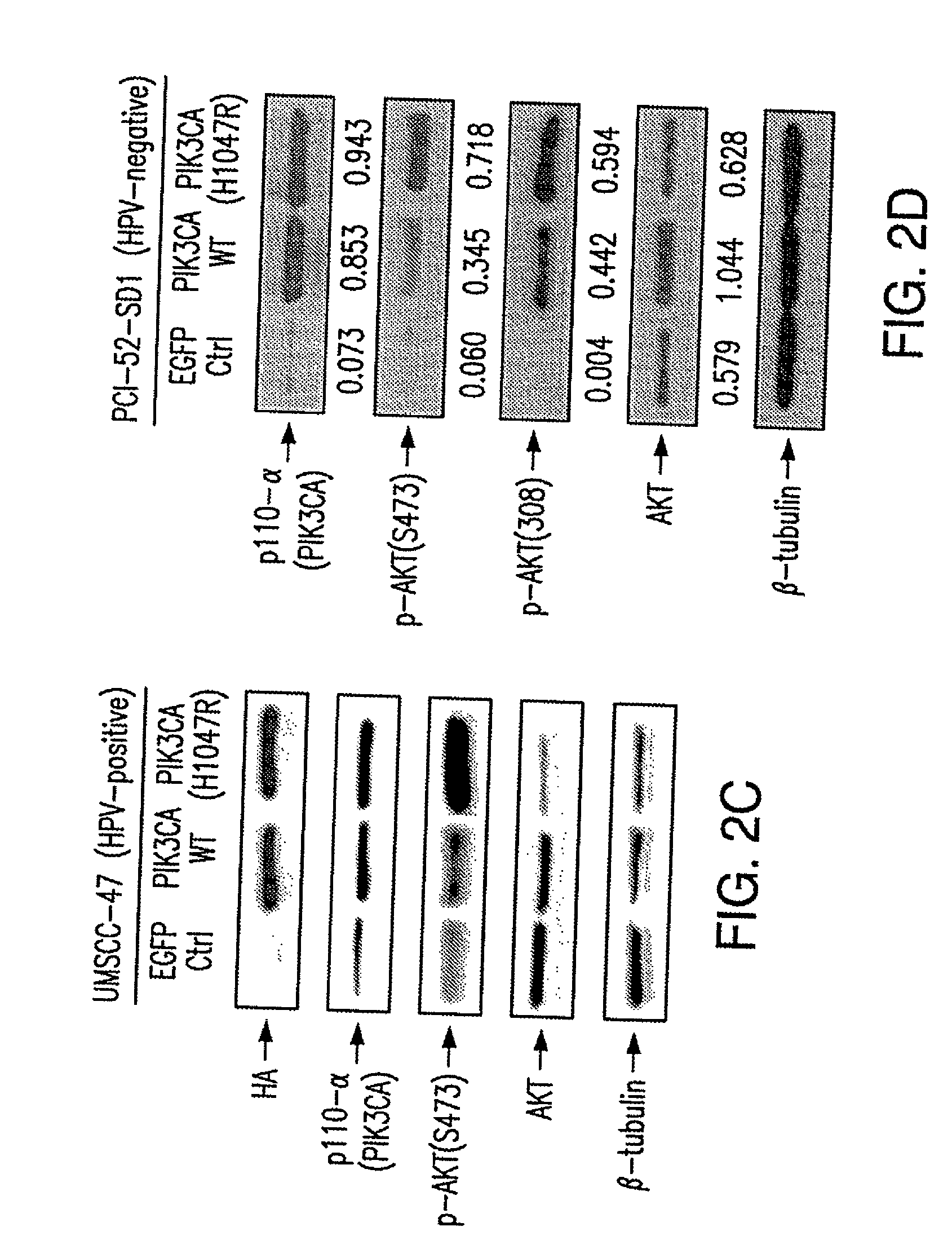 Functional genomics screening platform for head and neck cancer