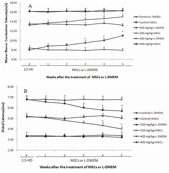 Application of mesenchymal stem cells as medicine for treating normal hexane-induced peripheral neuropathy