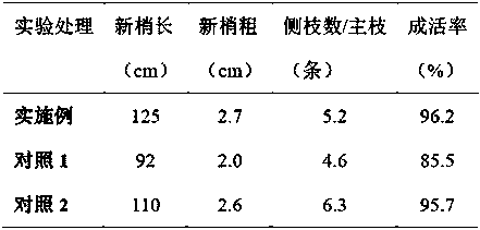 Method for grafting, shaping and pruning of Panlong chestnut