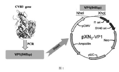 Recombinant virus for preventing viral myocarditis as well as vaccine and applications tof recombinant virus