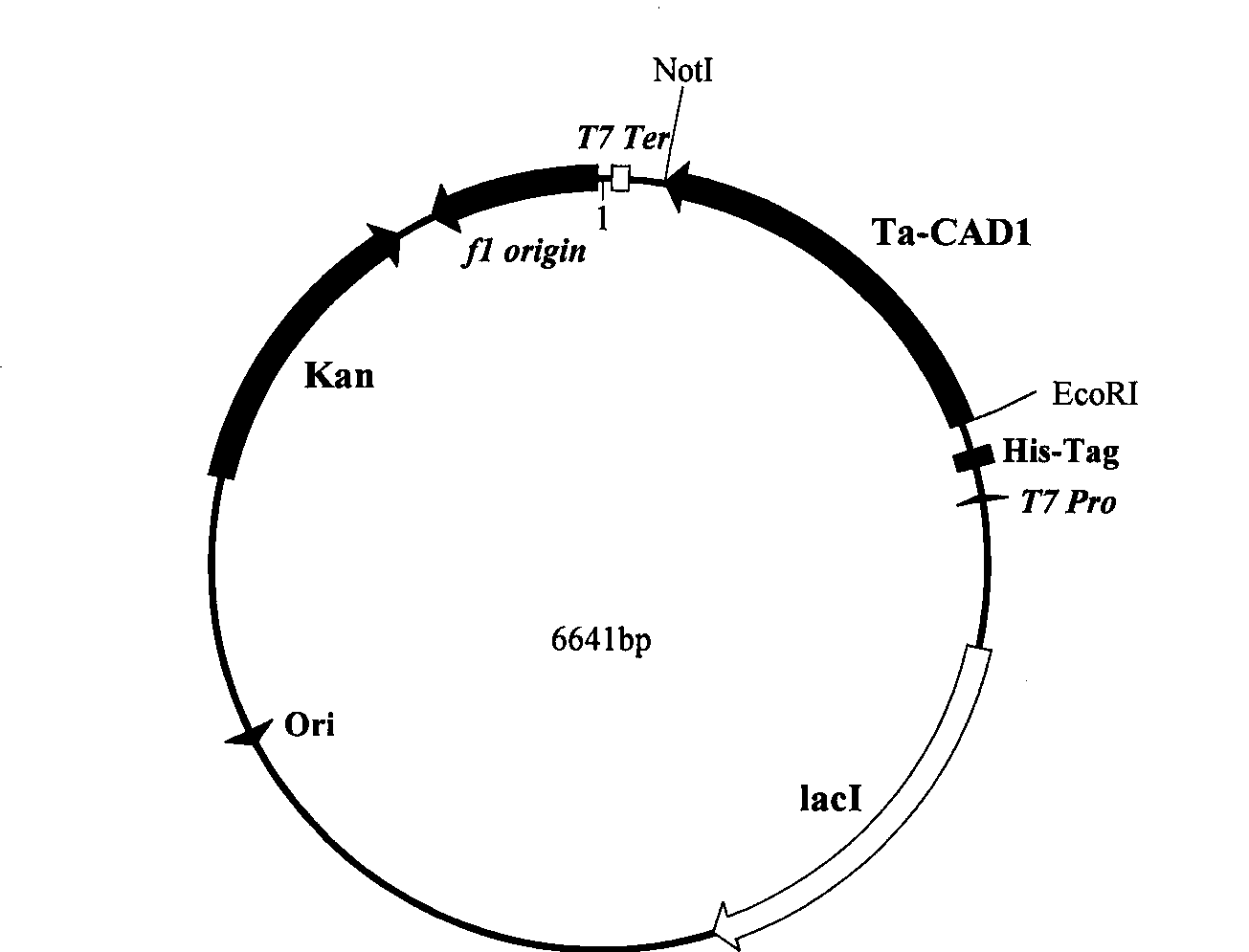 Wheat cinnamyl alcohol desaturase, encoding gene and uses thereof