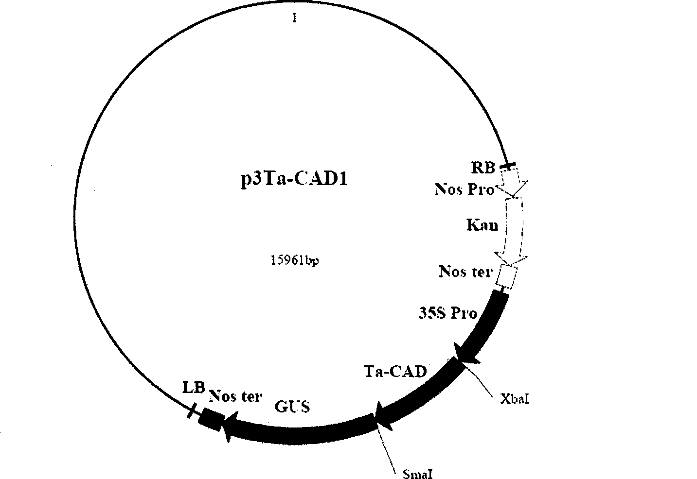 Wheat cinnamyl alcohol desaturase, encoding gene and uses thereof