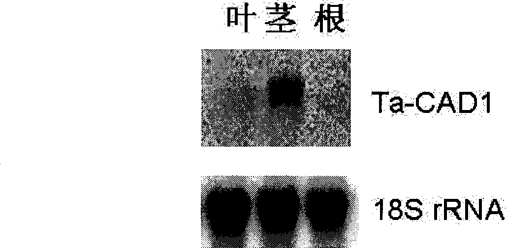 Wheat cinnamyl alcohol desaturase, encoding gene and uses thereof