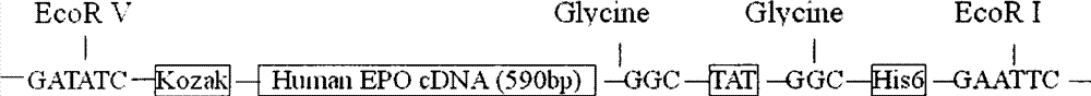 Blood brain barrier penetrable erythropoietin (EPO) and application thereof